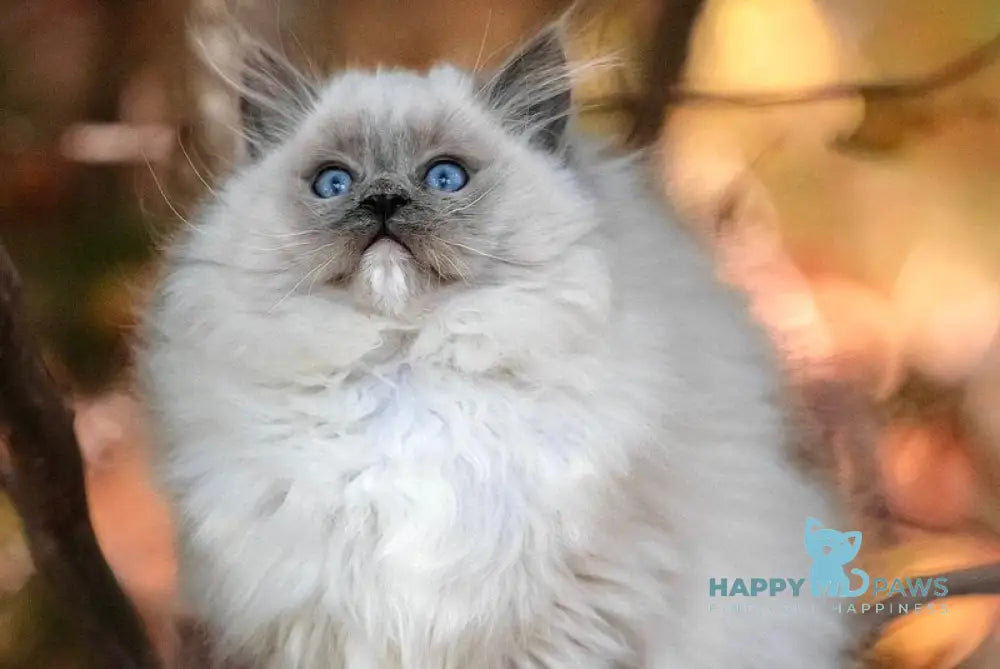Nika Ragdoll female blue mitted live animals