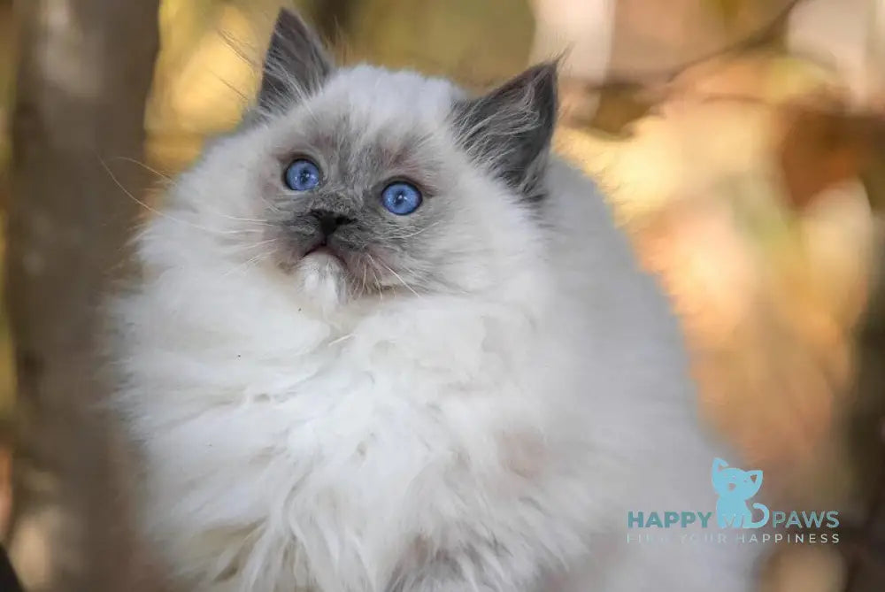 Nika Ragdoll female blue mitted live animals