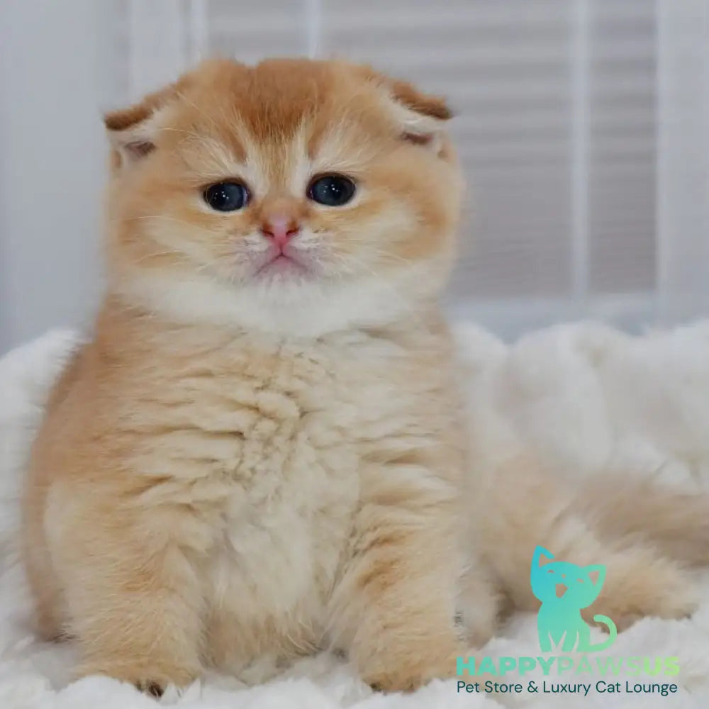 Nika Scottish Fold female black golden shaded - live animals