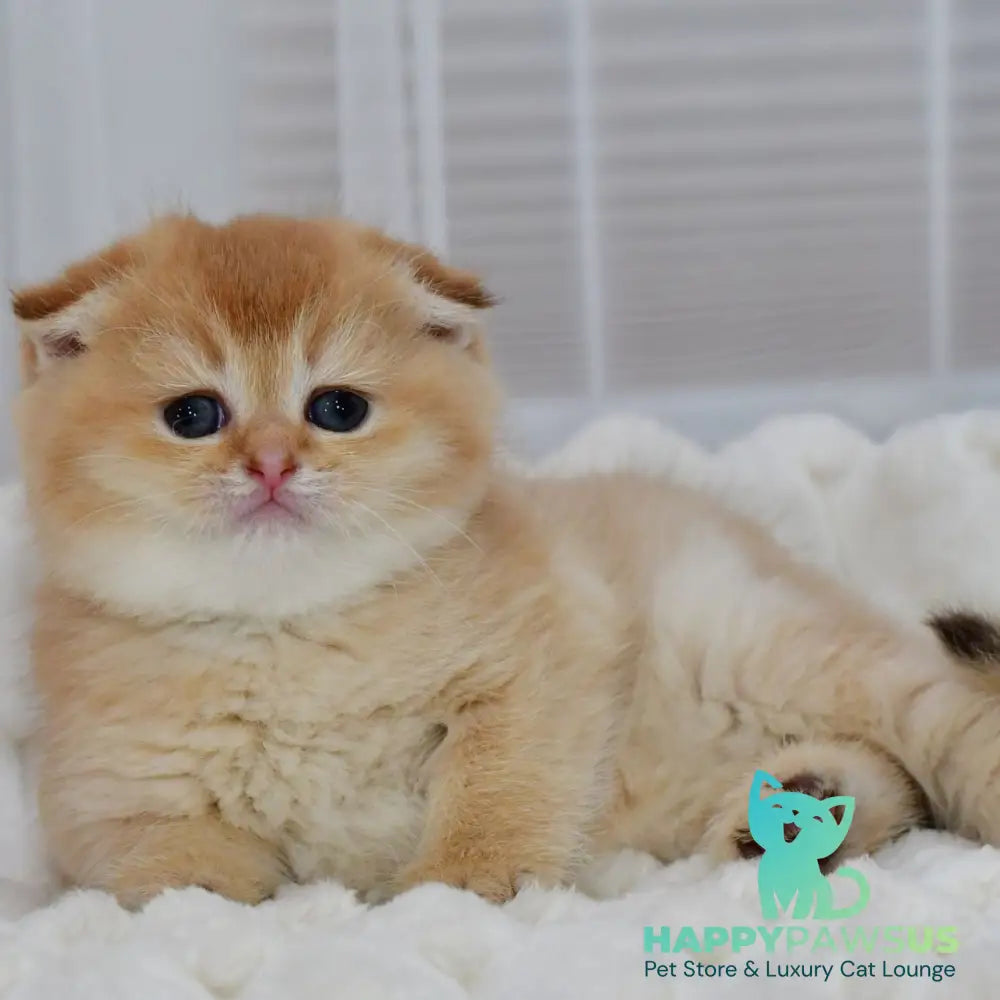 Nika Scottish Fold female black golden shaded - live animals