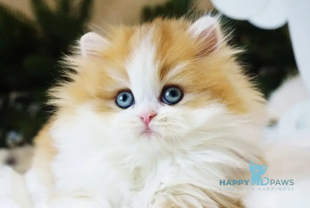 Nike British Longhair male black golden chinchilla bicolour live animals