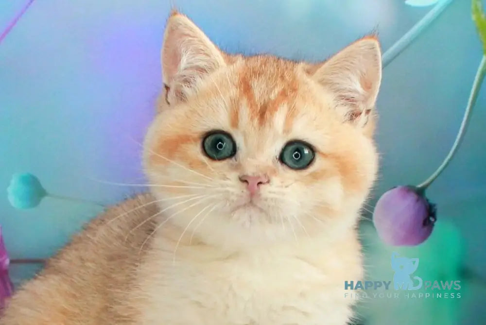 Nike British Shorthair male black golden chinchilla live animals