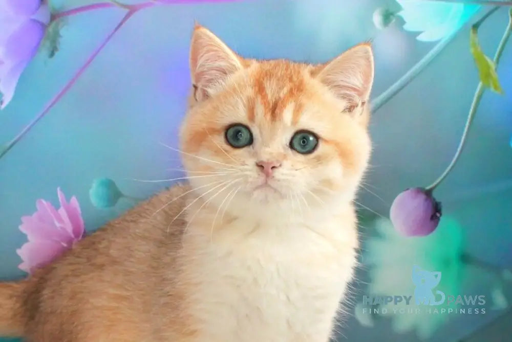 Nike British Shorthair male black golden chinchilla live animals