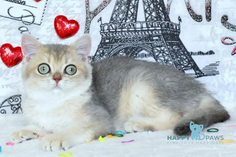 Nike British Shorthair male blue golden shaded live animals