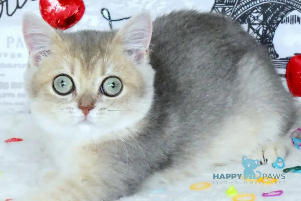 Nike British Shorthair male blue golden shaded live animals