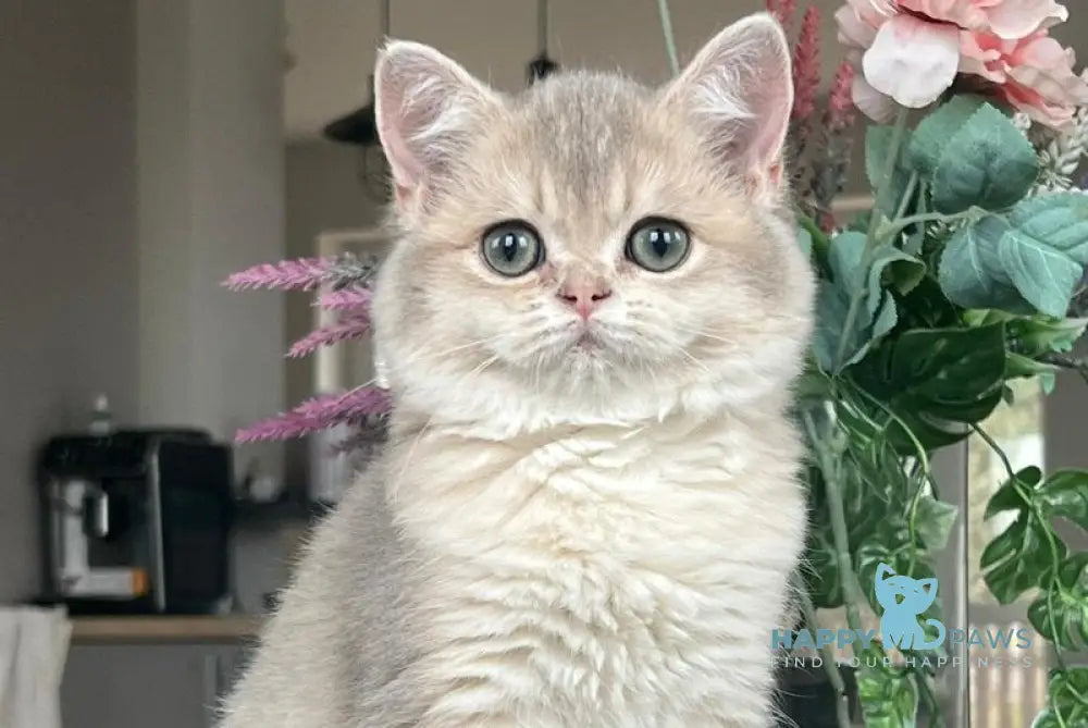 Niki Scottish Straight female blue golden shaded live animals