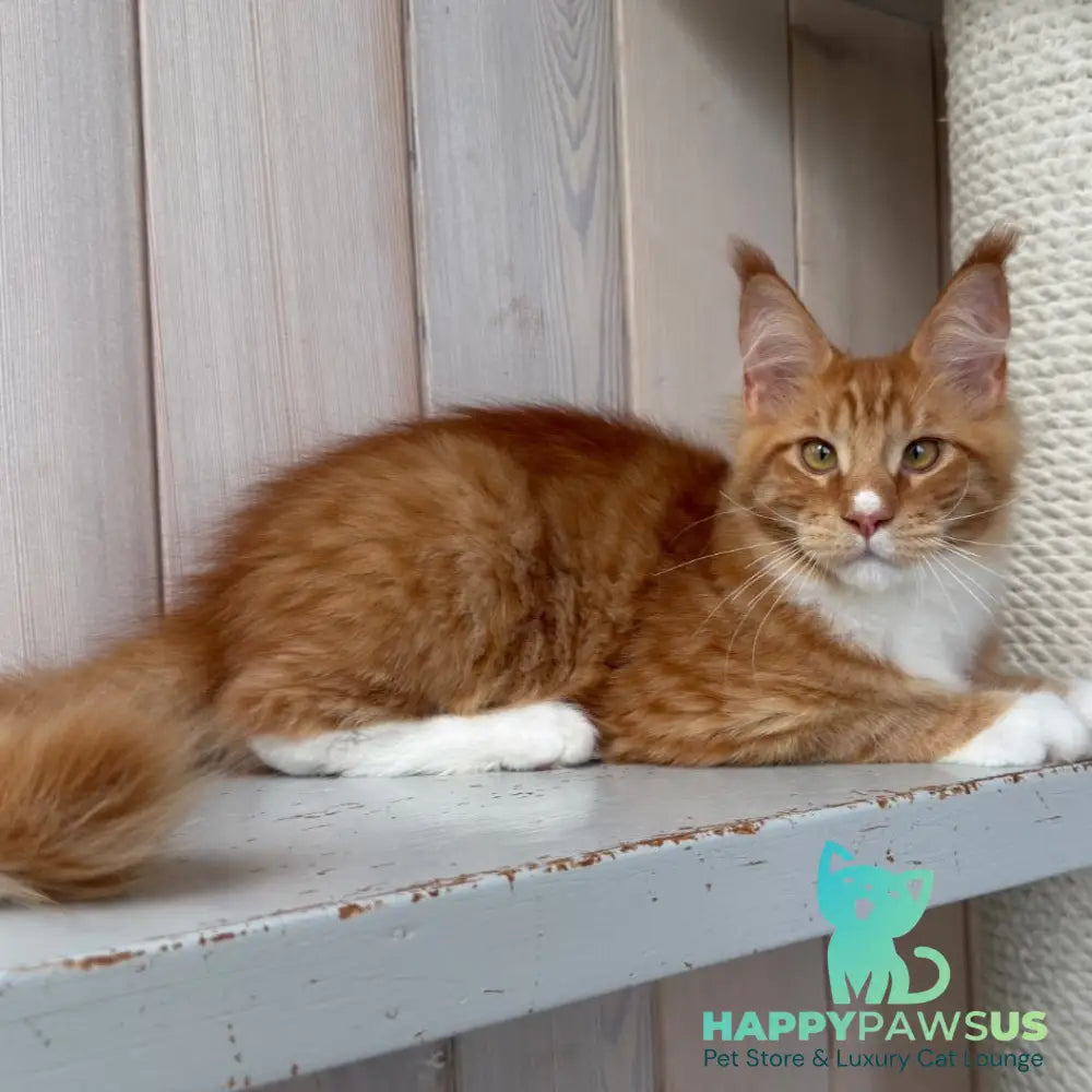 Niki Maine Coon male red spotted tabby bicolour - live animals