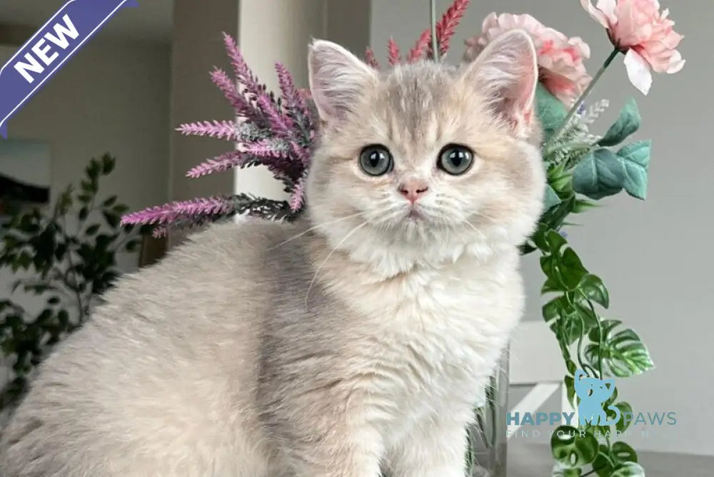 Niki Scottish Straight female blue golden shaded live animals