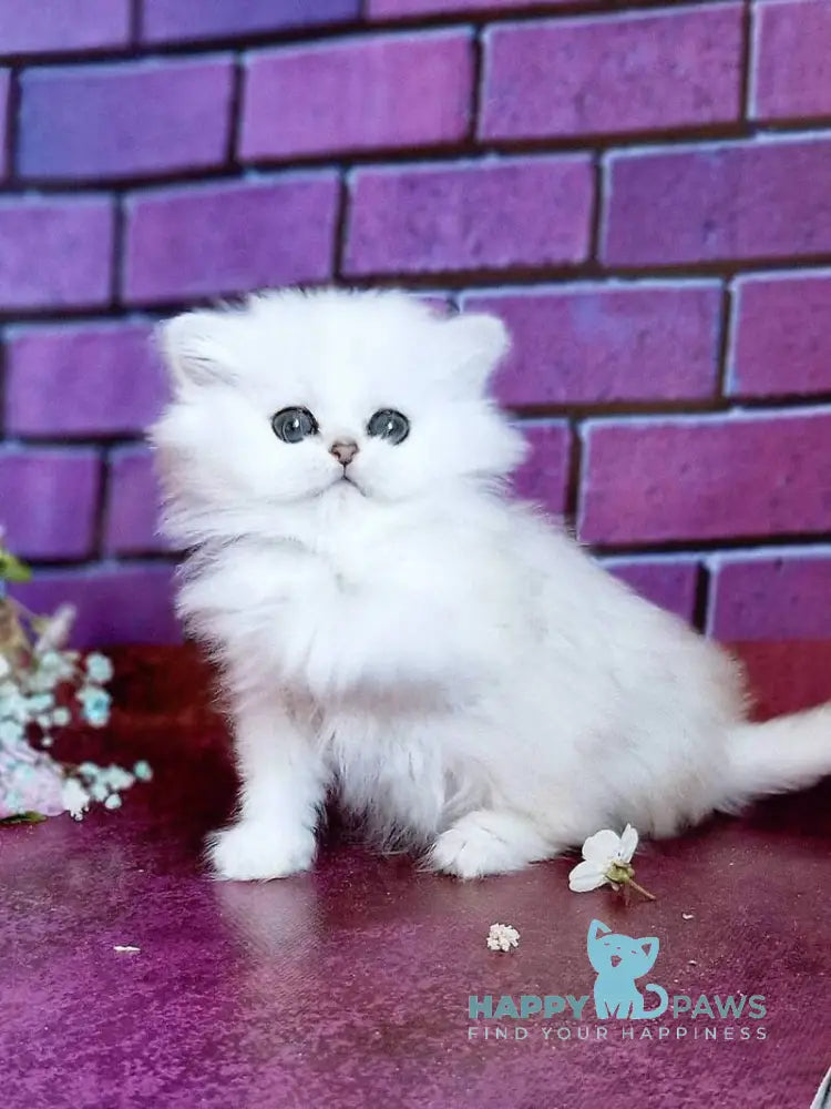 Nikki British Longhair female black silver shaded - live animals