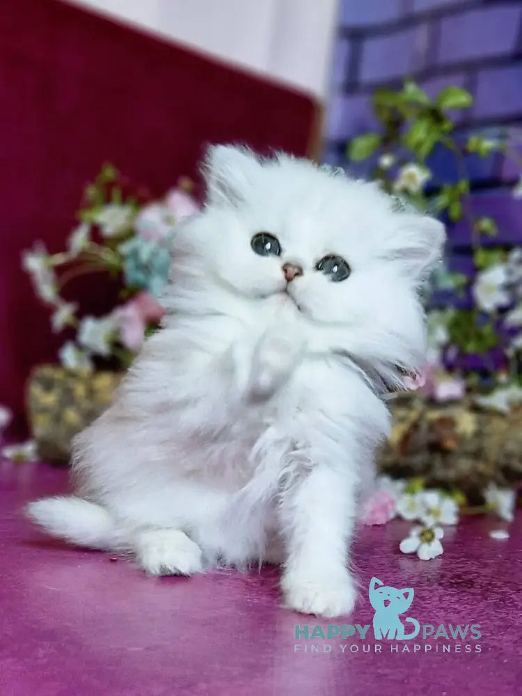 Nikki British Longhair female black silver shaded - live animals