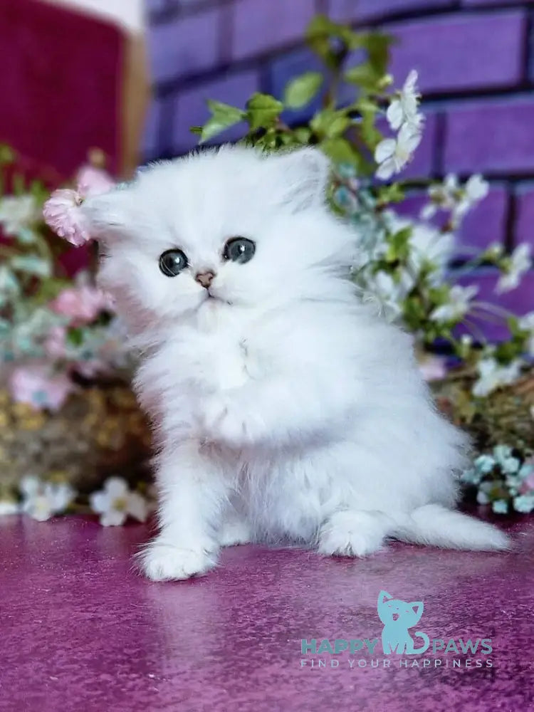 Nikki British Longhair female black silver shaded - live animals