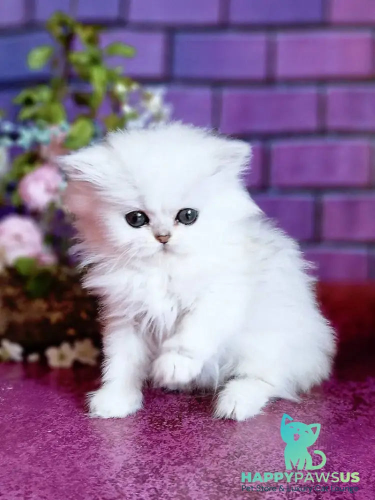 Nikki British Longhair female black silver shaded - live animals