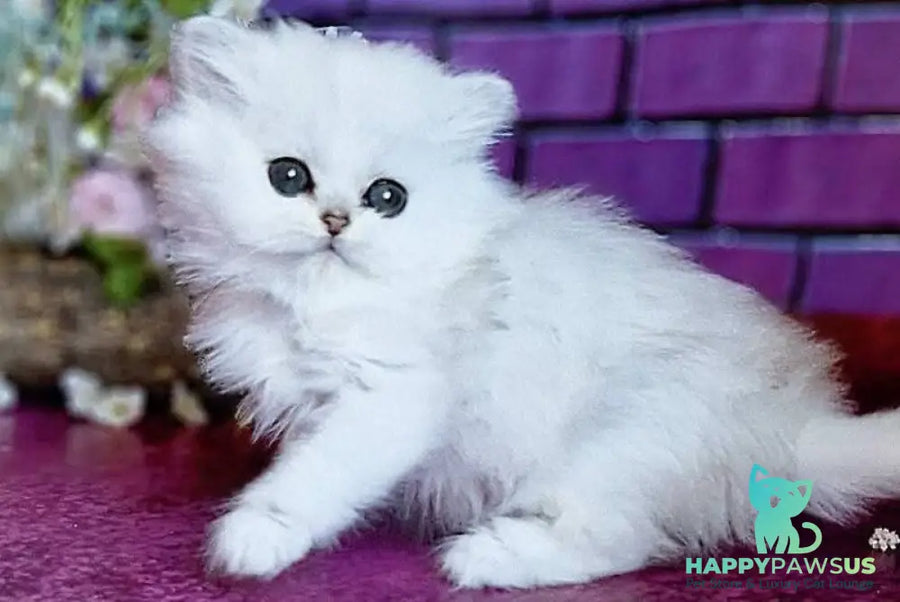 Nikki British Longhair female black silver shaded - live animals