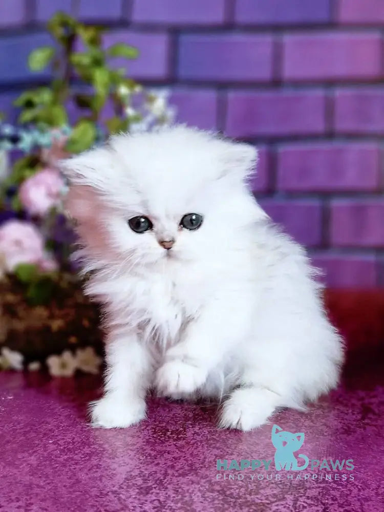 Nikki British Longhair female black silver shaded - live animals