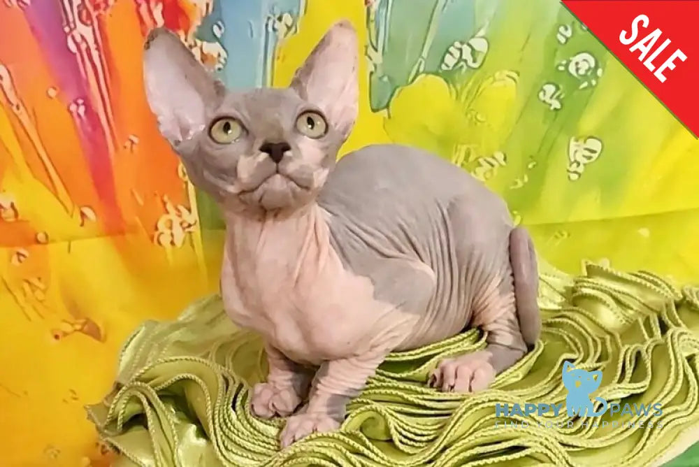Nikki Canadian Sphynx female blue bicolour live animals