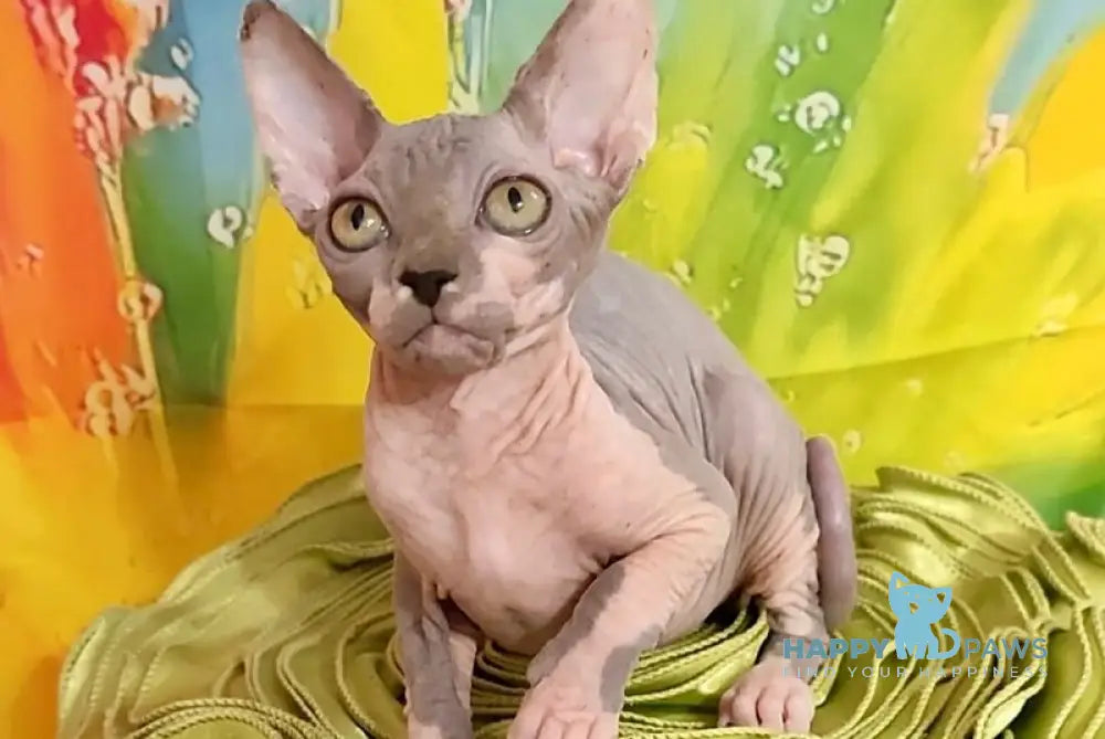 Nikki Canadian Sphynx female blue bicolour live animals