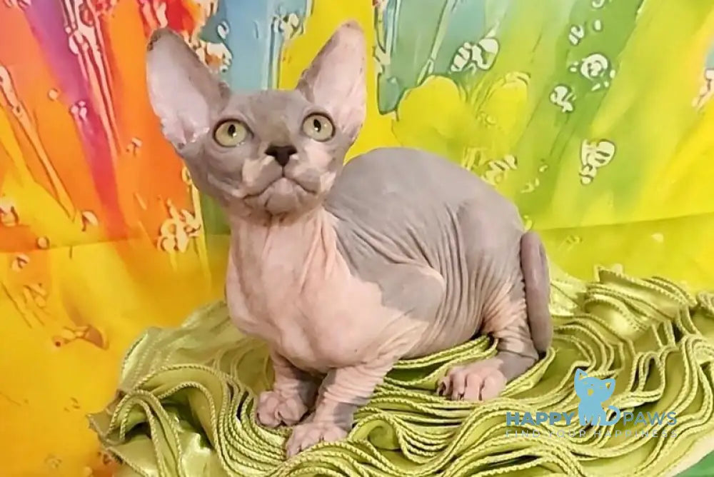 Nikki Canadian Sphynx female blue bicolour live animals