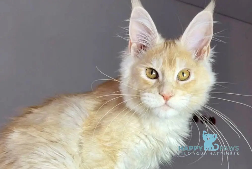 Nikki Maine Coon male red silver ticked tabby live animals