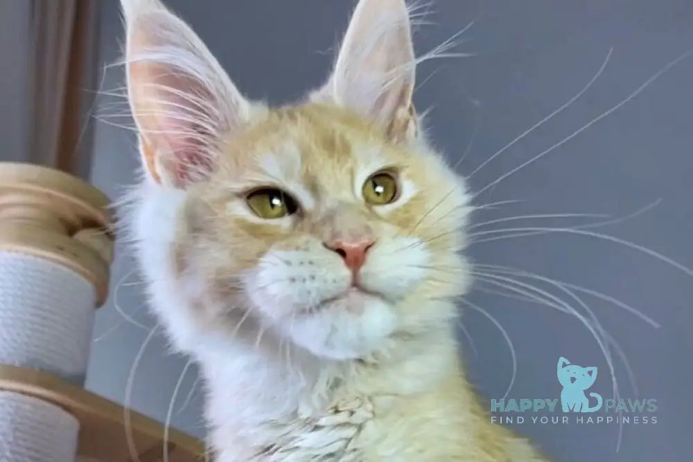 Nikki Maine Coon male red silver ticked tabby live animals