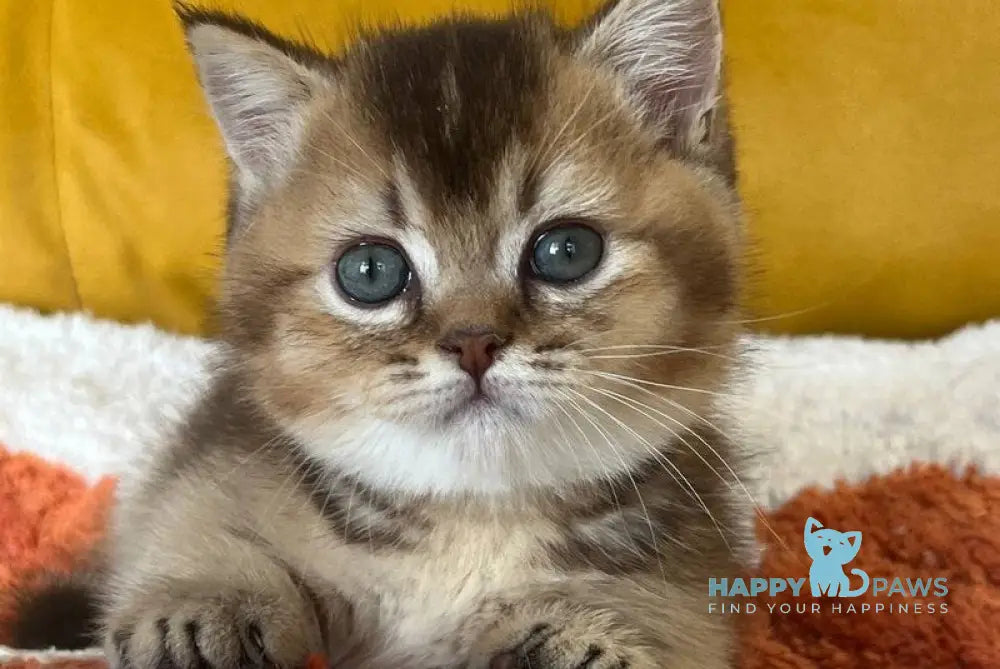 Nikki Munchkin male chocolate ticked tabby live animals