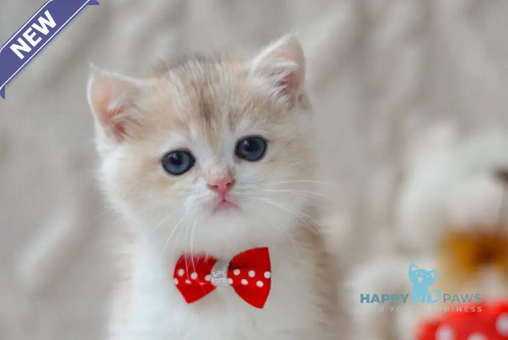 Niko British Shorthair male blue golden chinchilla live animals