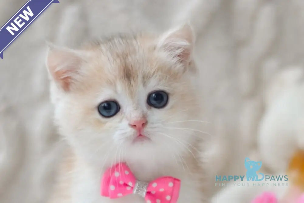 Niko British Shorthair male blue golden chinchilla live animals