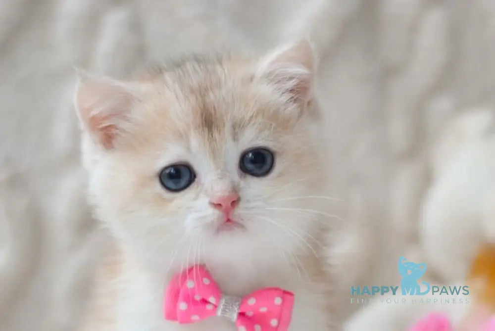 Niko British Shorthair male blue golden chinchilla live animals