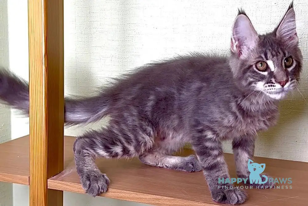 Niko Maine Coon male blue tabby live animals