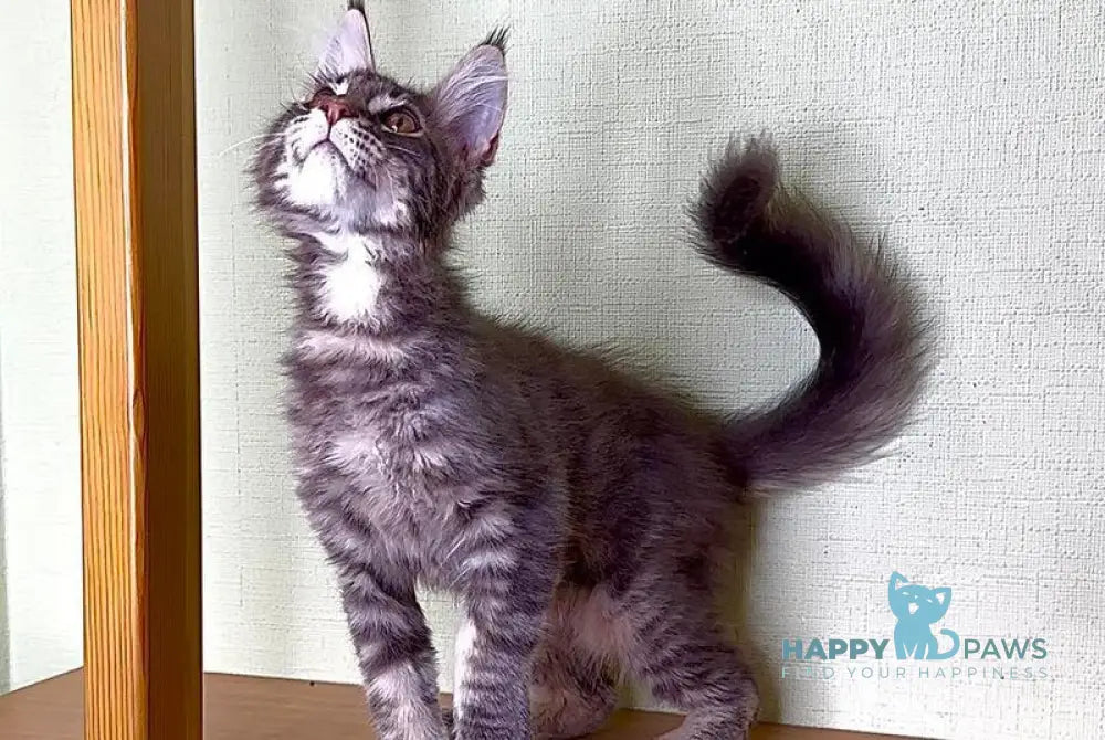 Niko Maine Coon male blue tabby live animals