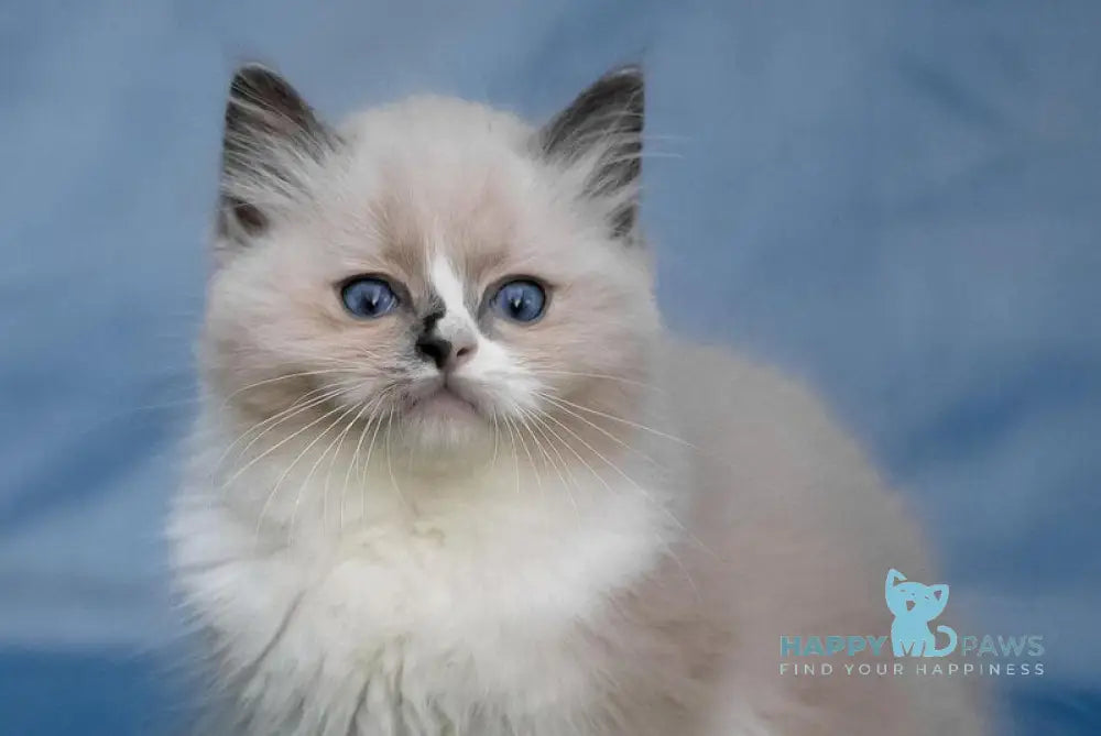 Niko Ragdoll male blue mitted live animals