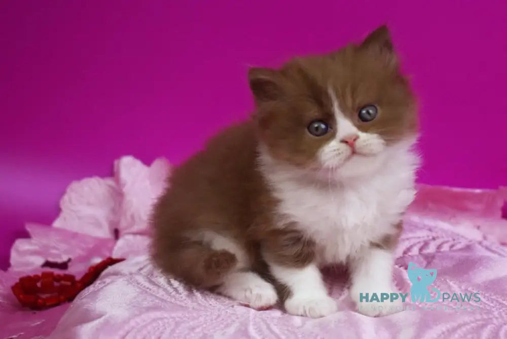 Nikol British Shorthair female cinnamon bicolour live animals