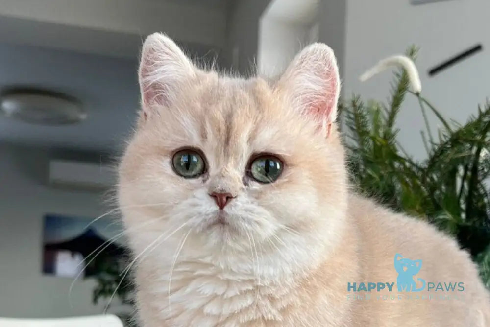 Nikol British Shorthair female lilac golden chinchilla live animals