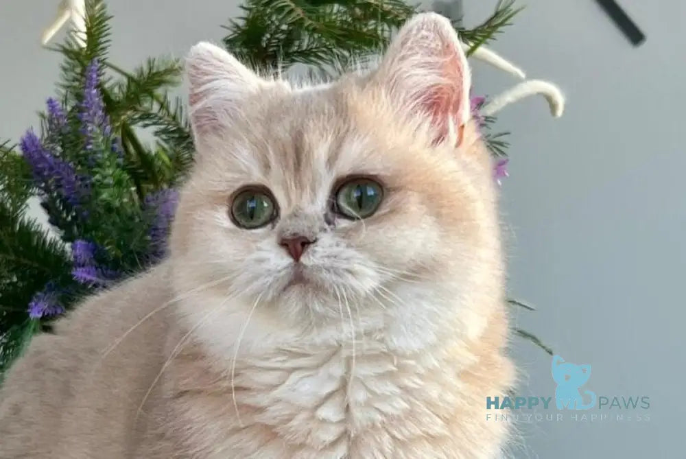 Nikol British Shorthair female lilac golden chinchilla live animals