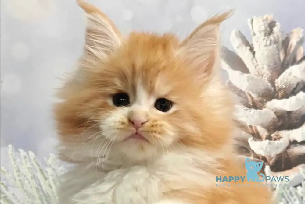 Nikolai Maine Coon male red silver tabby with white live animals