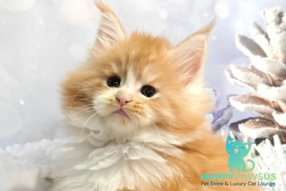 Nikolai Maine Coon male red silver tabby with white live animals