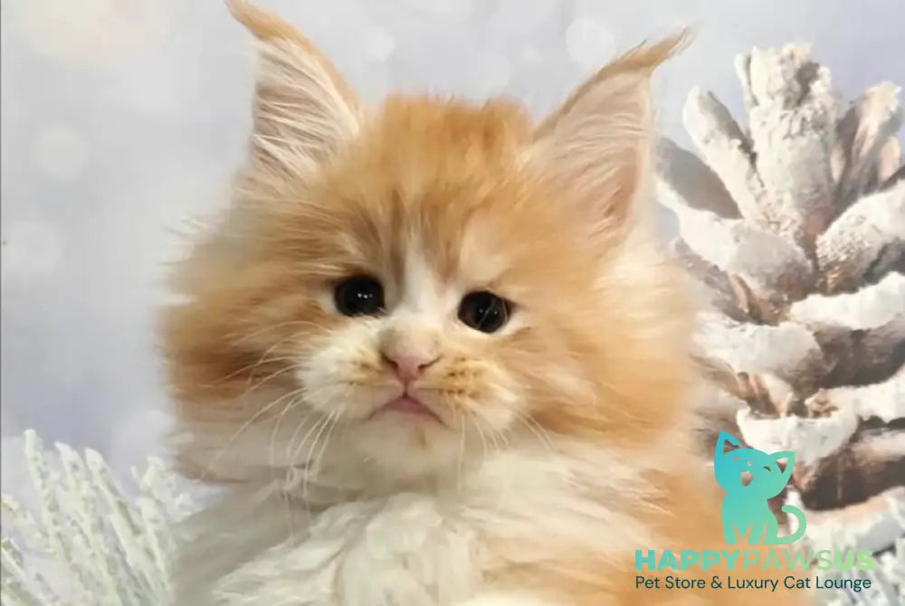 Nikolai Maine Coon male red silver tabby with white live animals