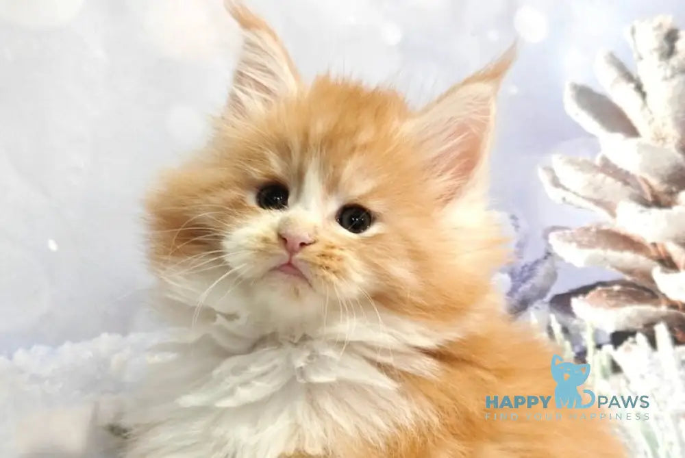 Nikolai Maine Coon male red silver tabby with white live animals