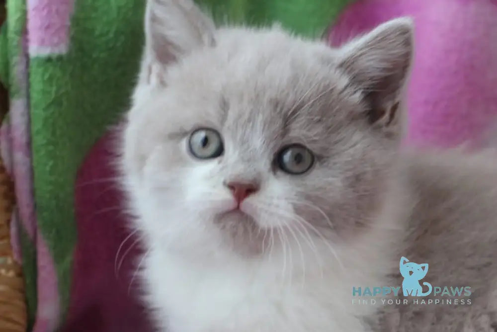 Nikolas British Shorthair male lilac bicolour live animals