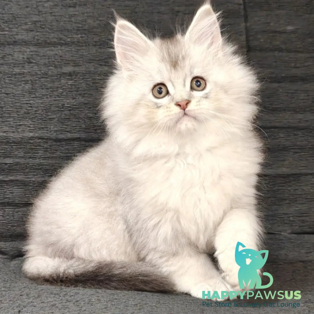 Nikos Maine Coon male black silver shaded - live animals