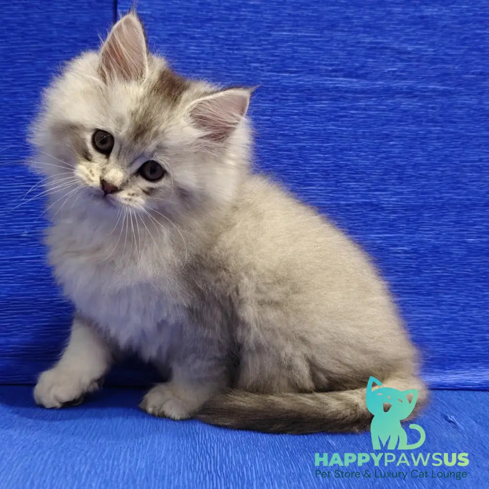 Nikos Maine Coon male black silver shaded - live animals