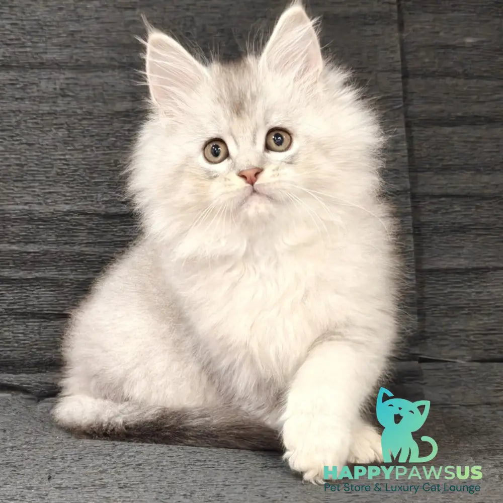 Nikos Maine Coon male black silver shaded - live animals