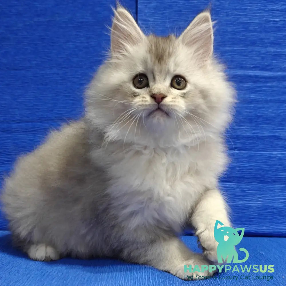 Nikos Maine Coon male black silver shaded - live animals