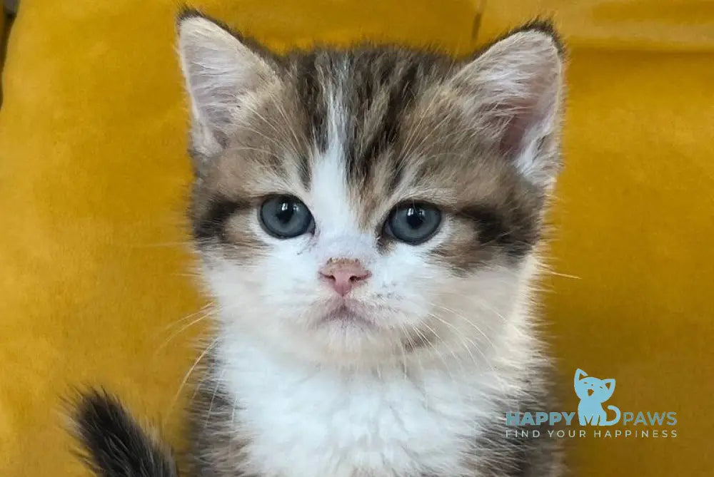 Nikson Scottish Straight male black tabby bicolour live animals