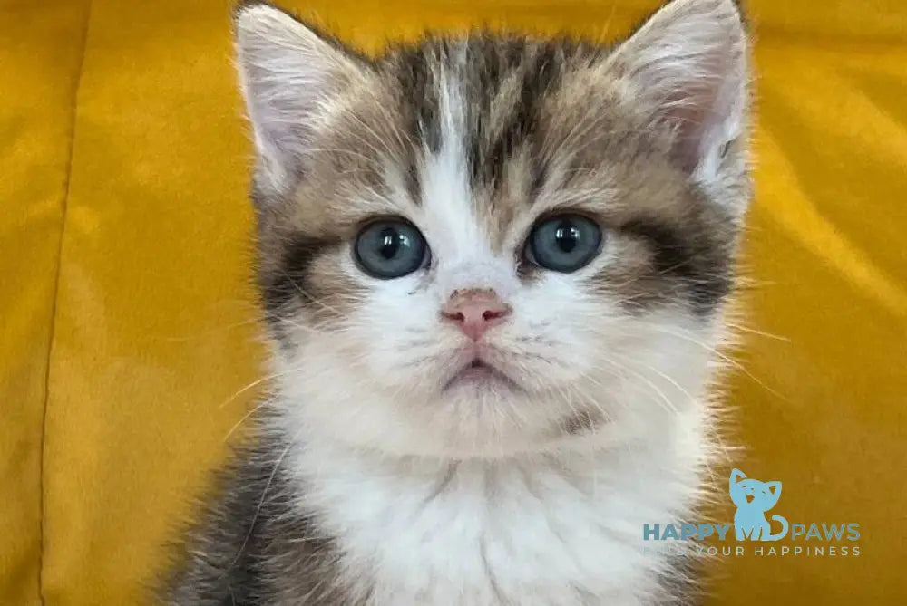 Nikson Scottish Straight male black tabby bicolour live animals