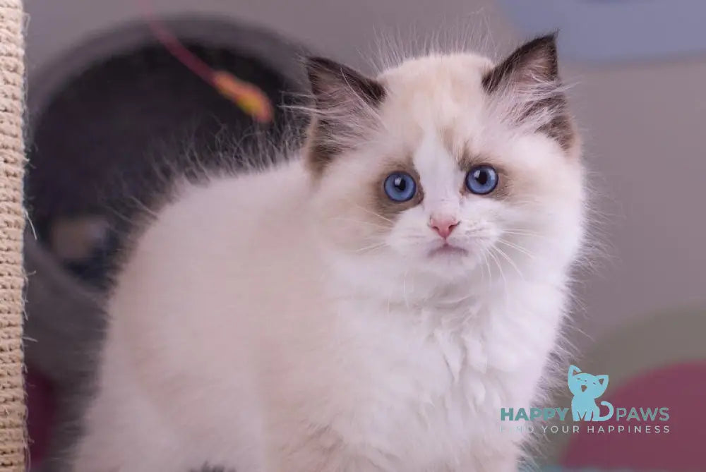 Niles Ragdoll male seal bicolour live animals