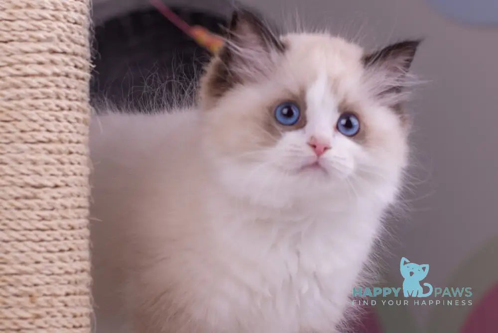 Niles Ragdoll male seal bicolour live animals