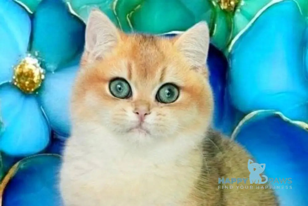 Nils British Shorthair male black golden shaded live animals