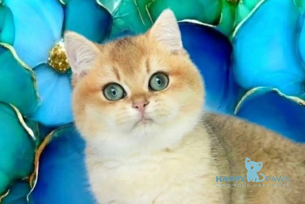 Nils British Shorthair male black golden shaded live animals