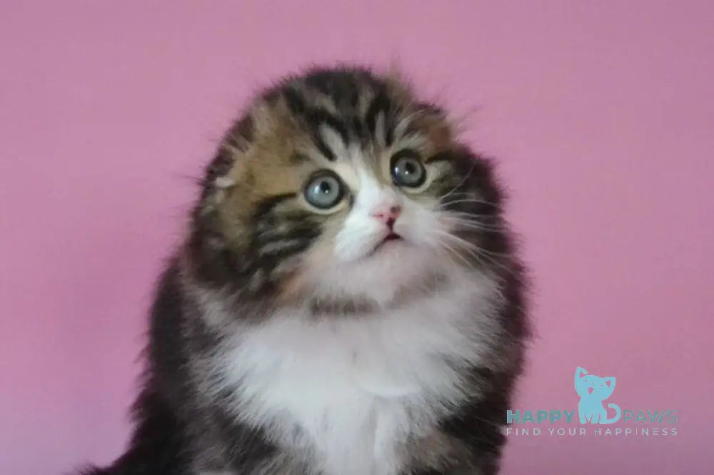 Nils Scottish Fold male black tabby bicolour live animals