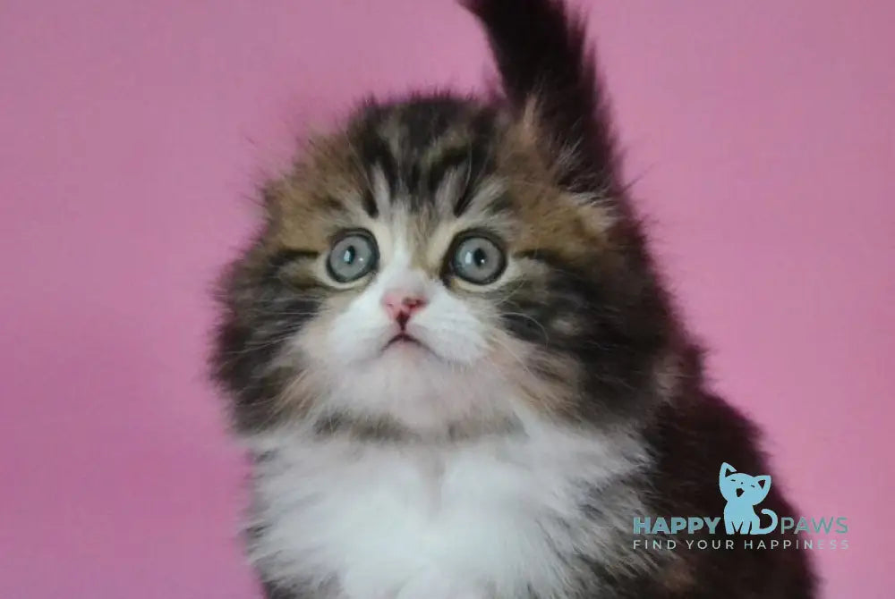 Nils Scottish Fold male black tabby bicolour live animals